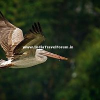 A Spotted Pelican