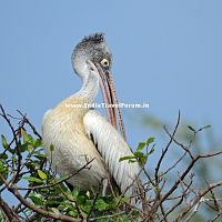 Spot-billed Pelican