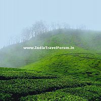 Misty Munnar - Early Morning Fog