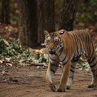 His Majesty On An Evening Stroll