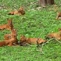 A Pack Of Dholes