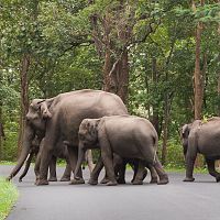 An Elephant Family