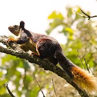 Malabar Giant Squirrel