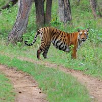 Tiger Safari At Bandipur