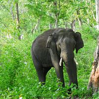 A Lone Tusker