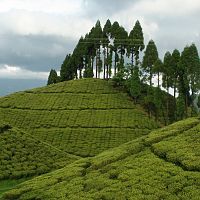 Mirik Tea Plantations - Image Courtesy @Wikipedia