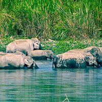 Elephant Family At Kaziranga - Image Courtesy @Wiki