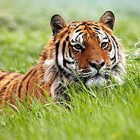 Difficult To Spot Tiger In Grassland - Image Credit @ Kaziranga Official Website