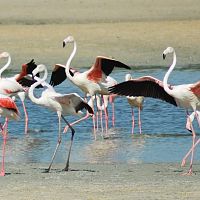 Greater Flamingos At Pulicat Lake - Image Credit @ IMGUR