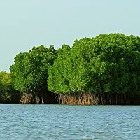 Pichavaram Mangrove - Image Credit Wiki