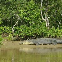 Bhitarkanika National Park - Image Credit @ Wiki