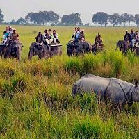 Kaziranga Rhino