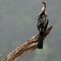 A Darter - Image Credit @ Saurabh