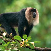 Lion-tailed Macaque - Image Credit @ Saurabh