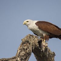 Brahminy Kite - Image Credit @ Saurabh