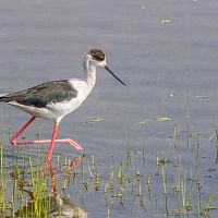 An Indian Egret - Not Sure - Image Credit @ Saurabh