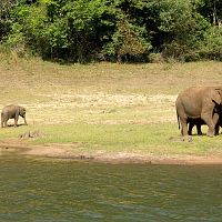 Elephant Family - Image Credit @ Saurabh