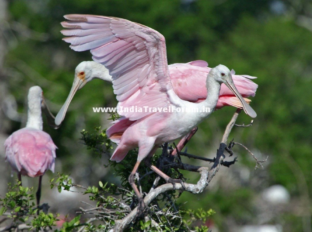 A Family Of Spoonbill