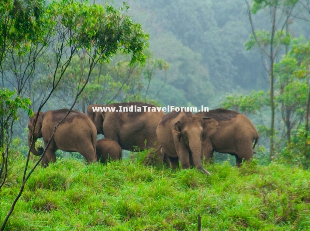 A herd of elephants