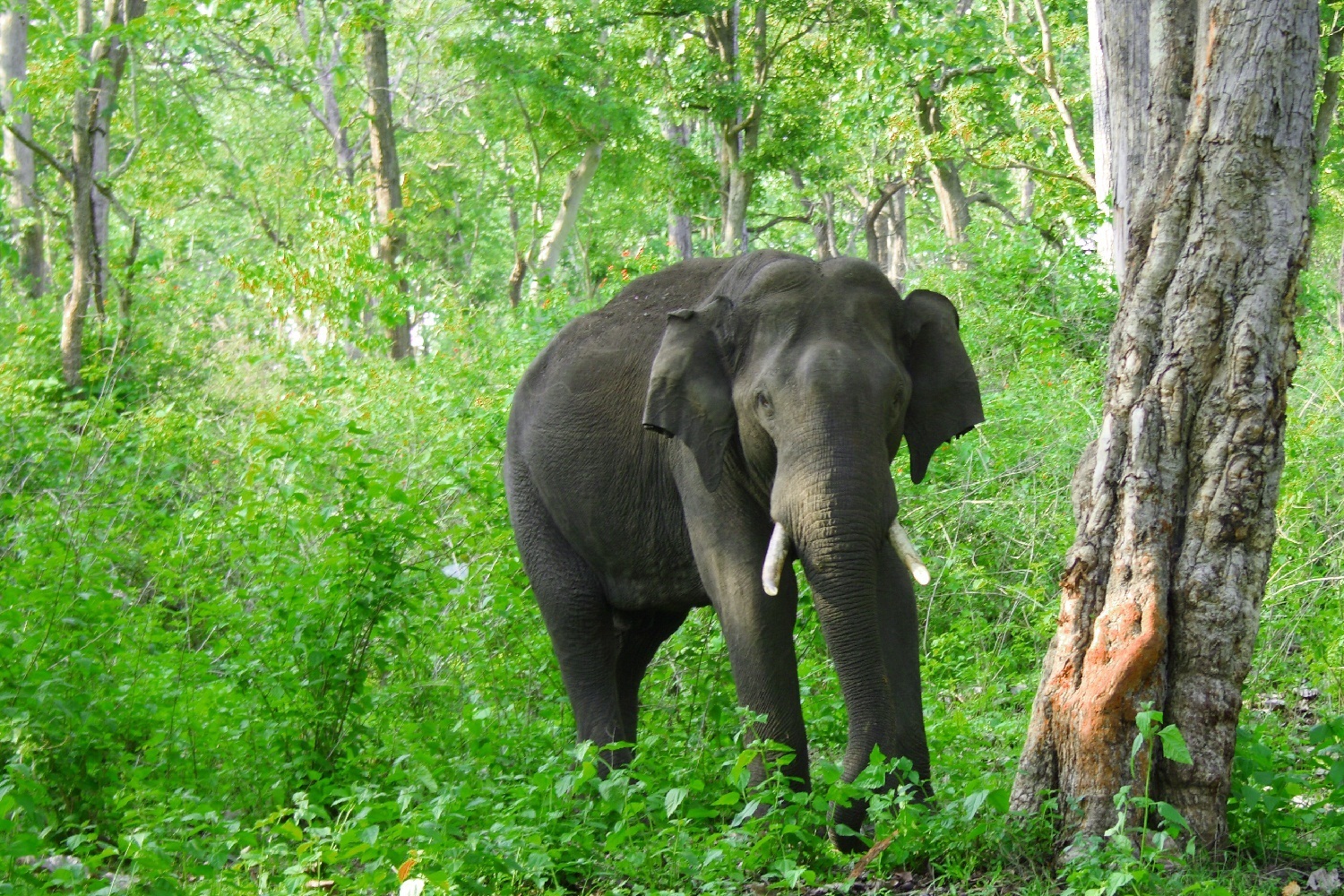 A Lone Tusker