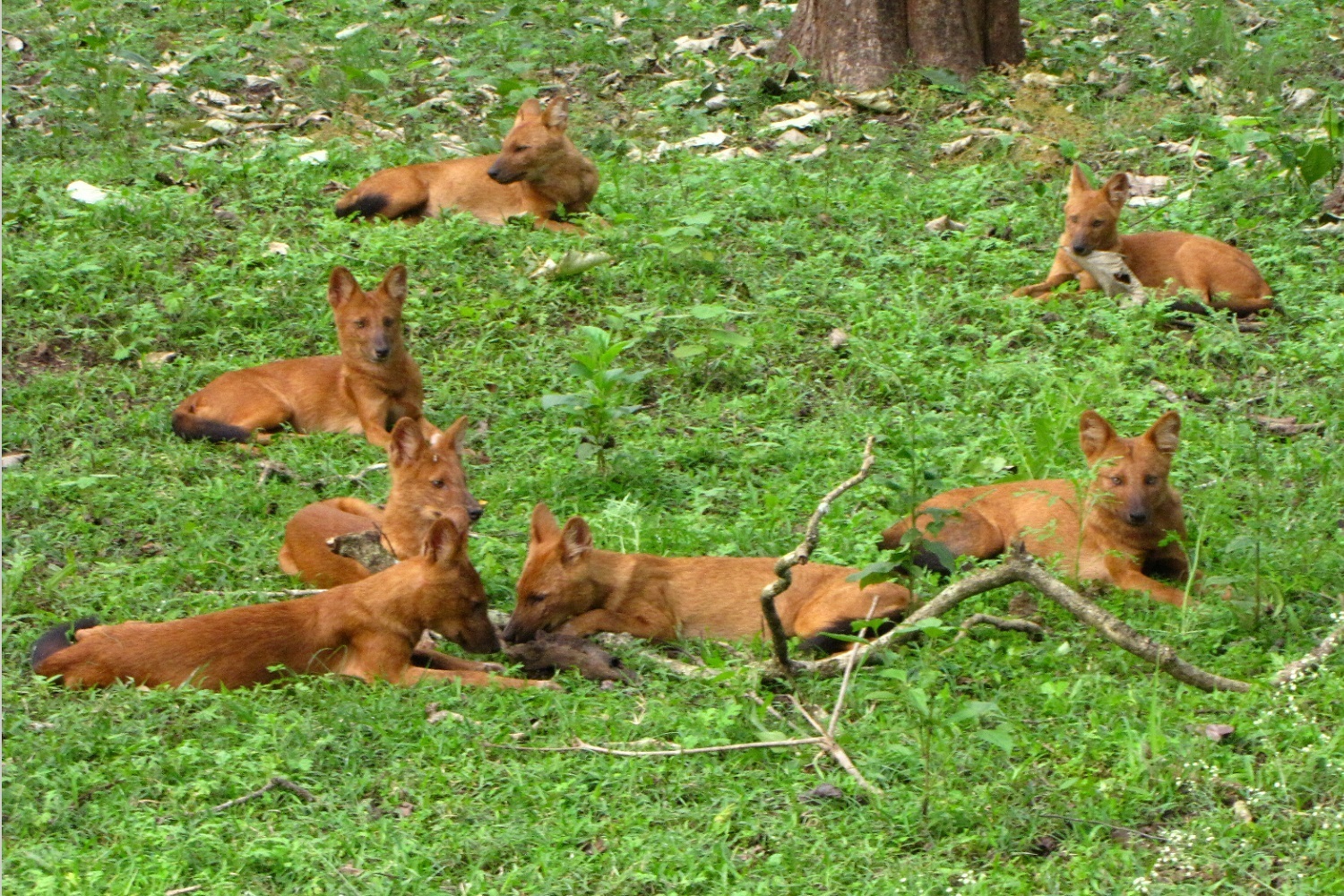 A Pack Of Dholes