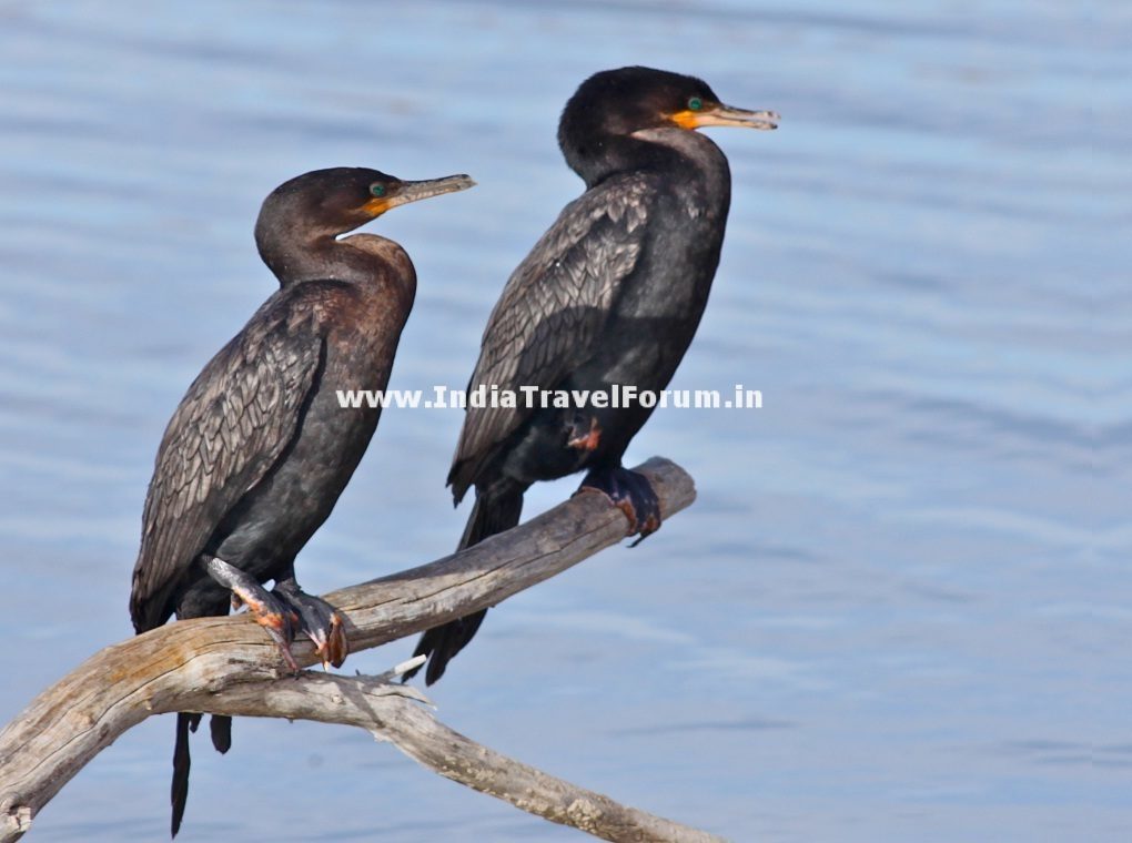 A Pair Of Cormorants