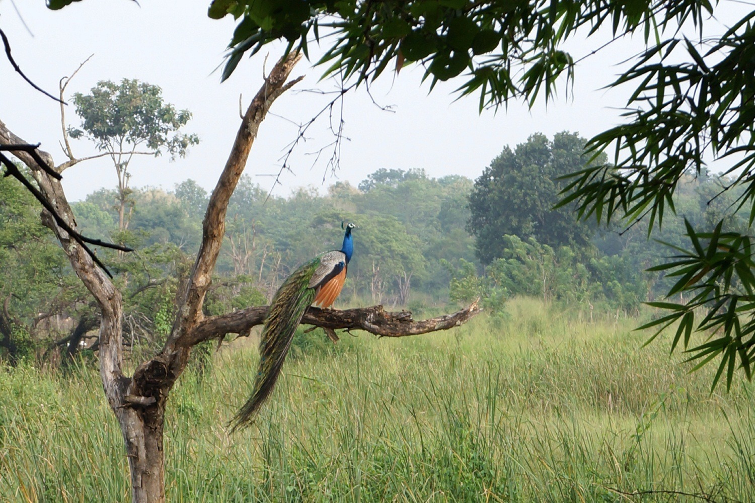 A Peacock At Bandipur