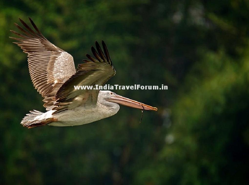 A Spotted Pelican