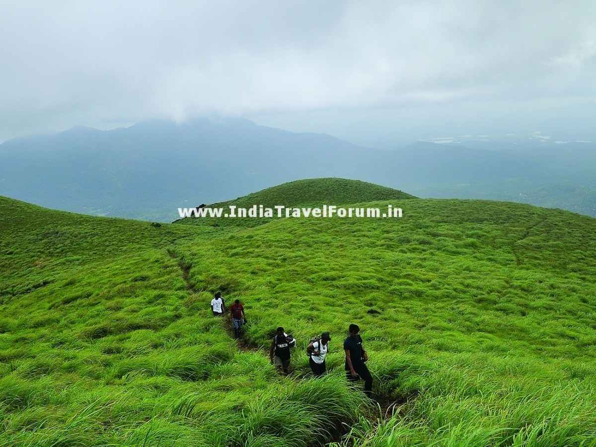 A Trek Through Grasslands