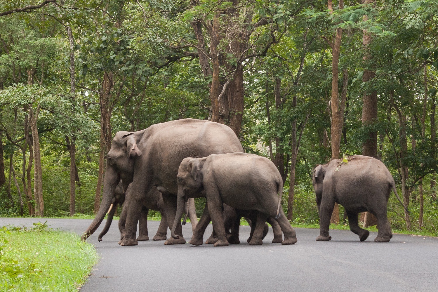 An Elephant Family