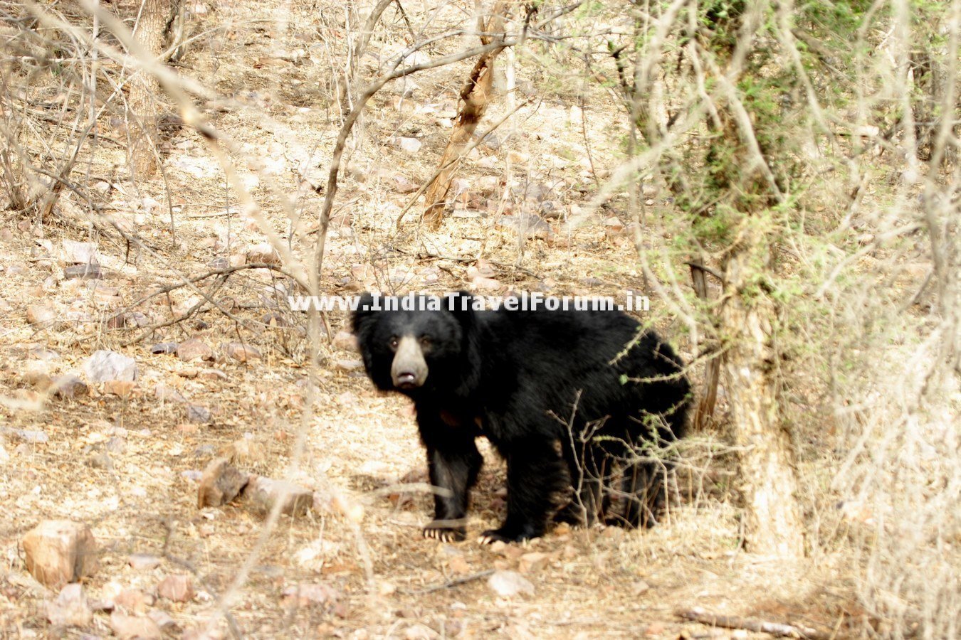 Bear At Ranthambore