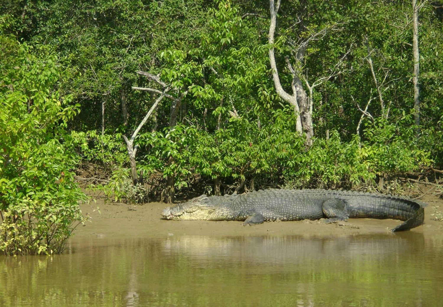 Bhitarkanika National Park - Image Credit @ Wiki