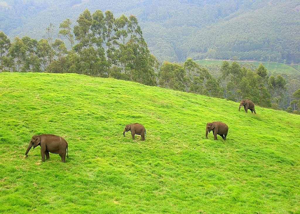 Chinnar Wildlife Reserve elephants