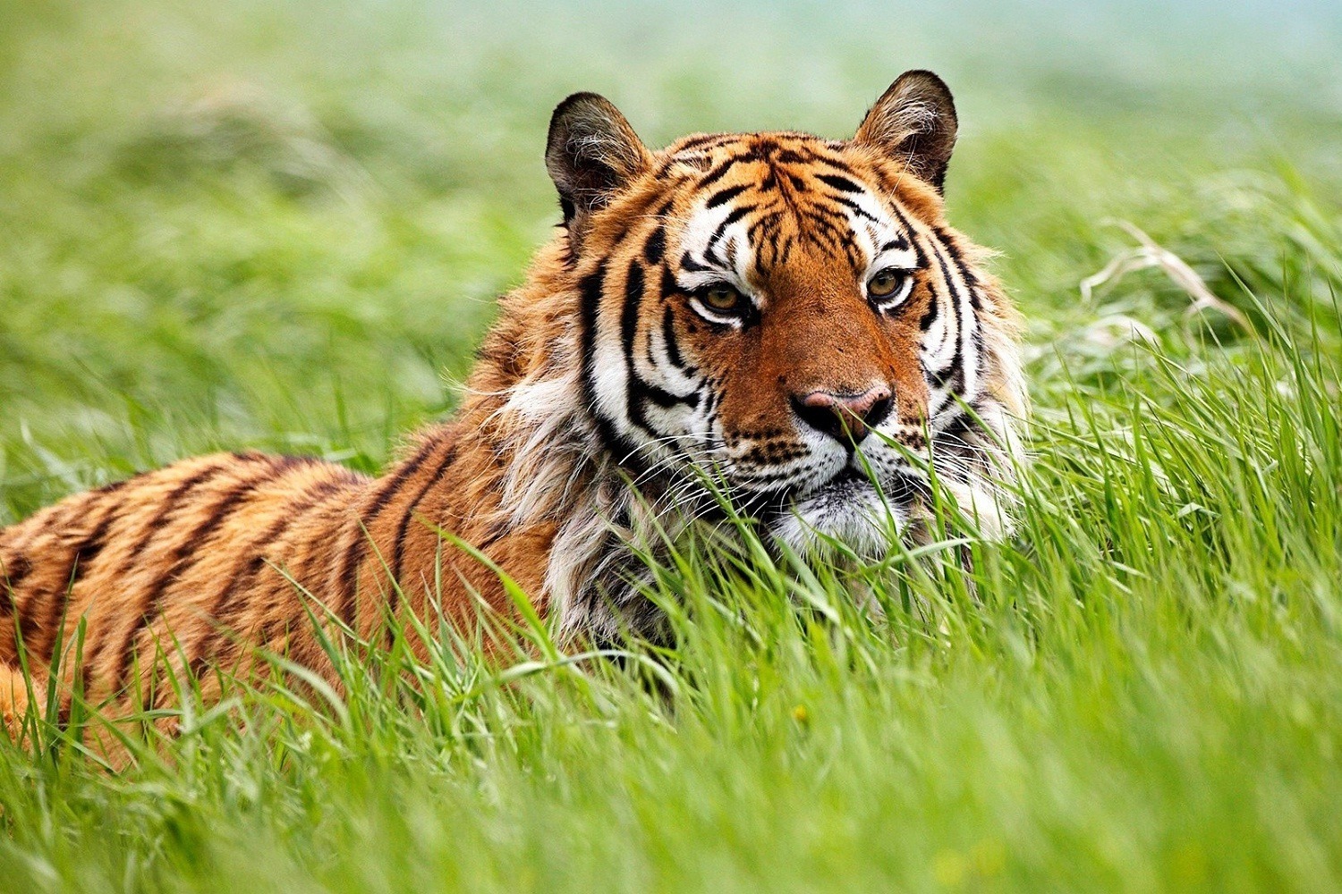 Difficult To Spot Tiger In Grassland - Image Credit @ Kaziranga Official Website