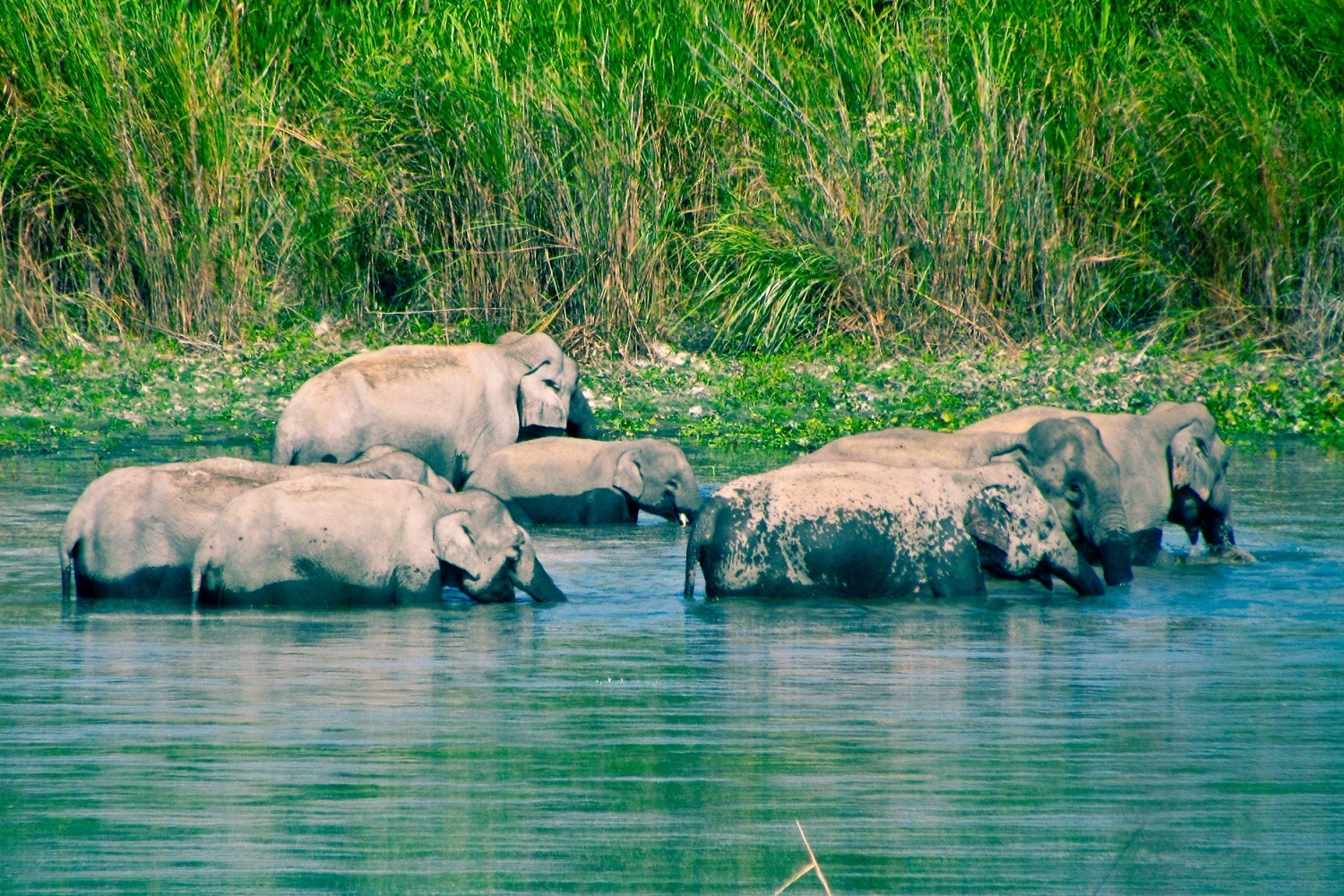 Elephant Family At Kaziranga - Image Courtesy @Wiki