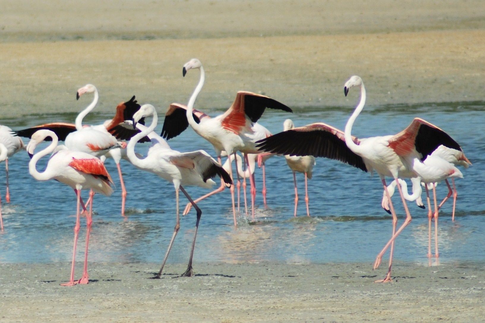 Greater Flamingos At Pulicat Lake - Image Credit @ IMGUR