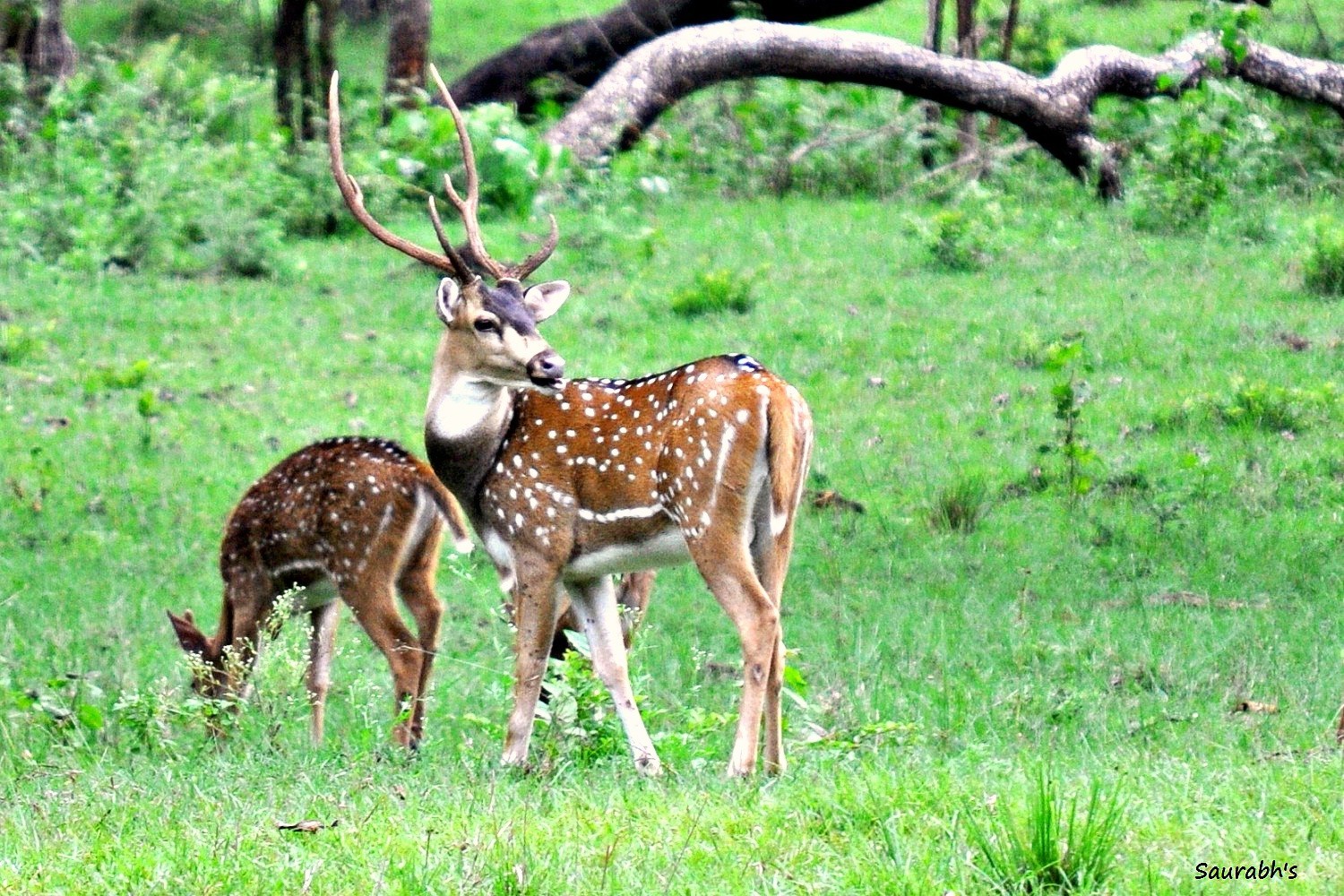 Herd Of Spotted Deer In Bandipur Forest