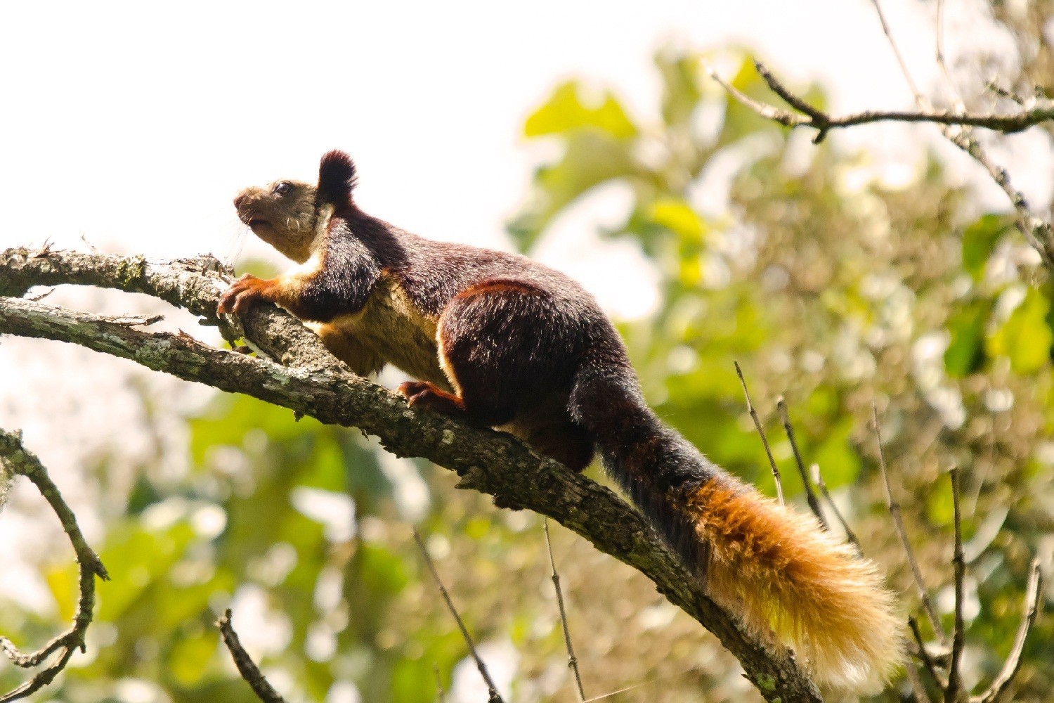 Malabar Giant Squirrel