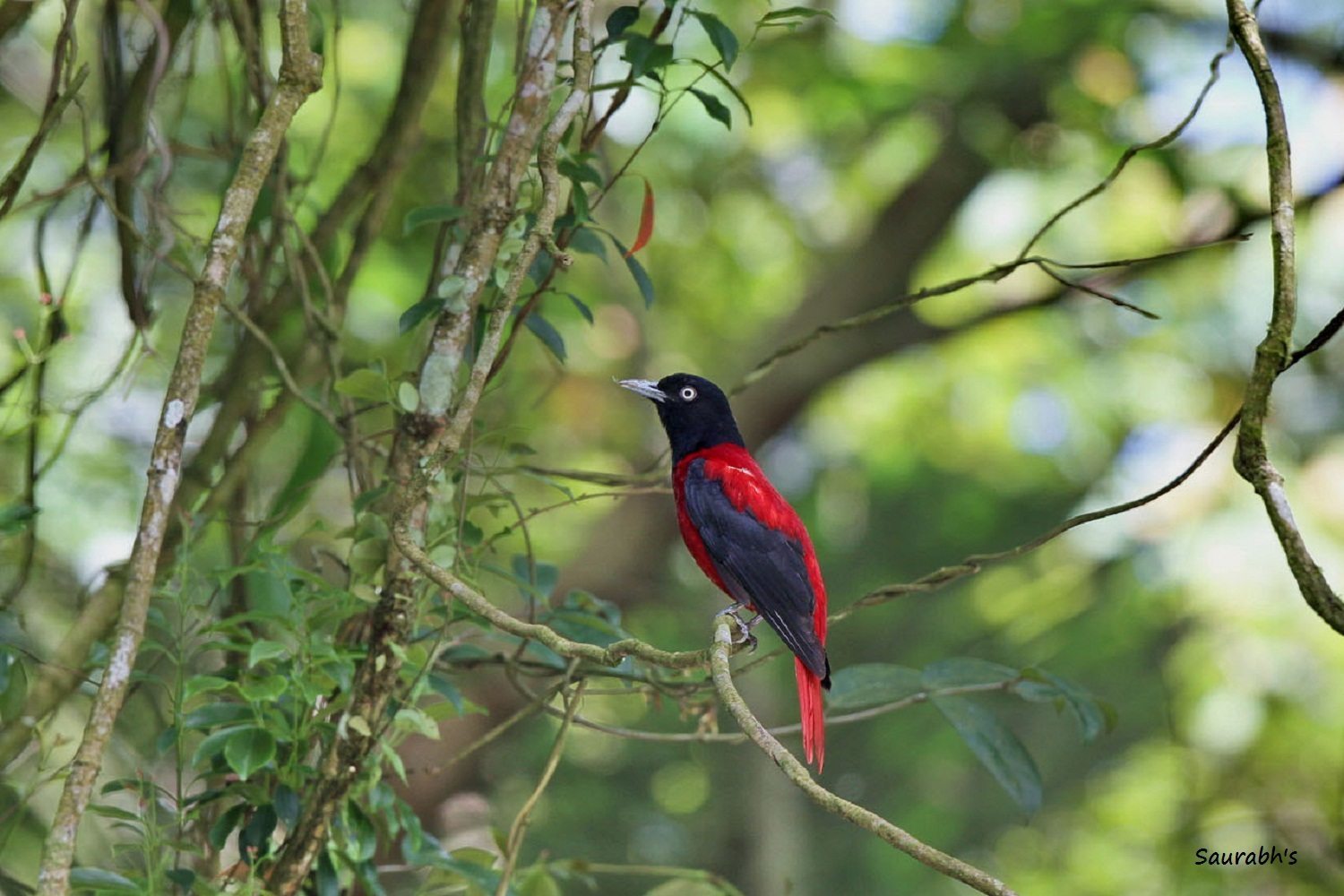 Maroon Oriole