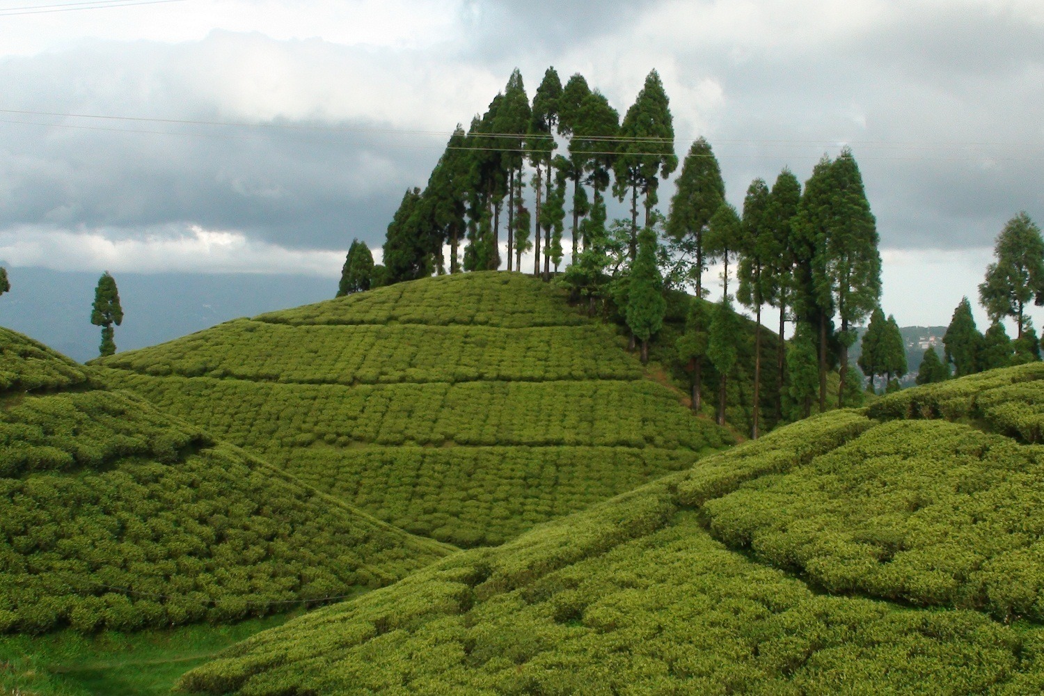 Mirik Tea Plantations - Image Courtesy @Wikipedia