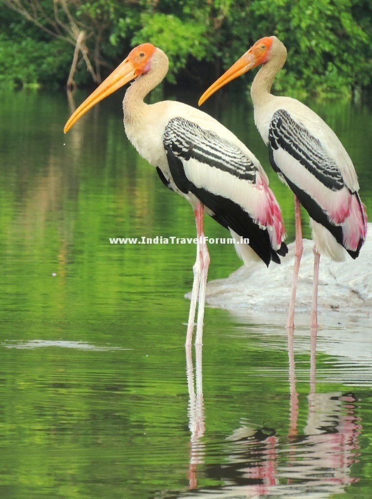 Painted Stork Couples