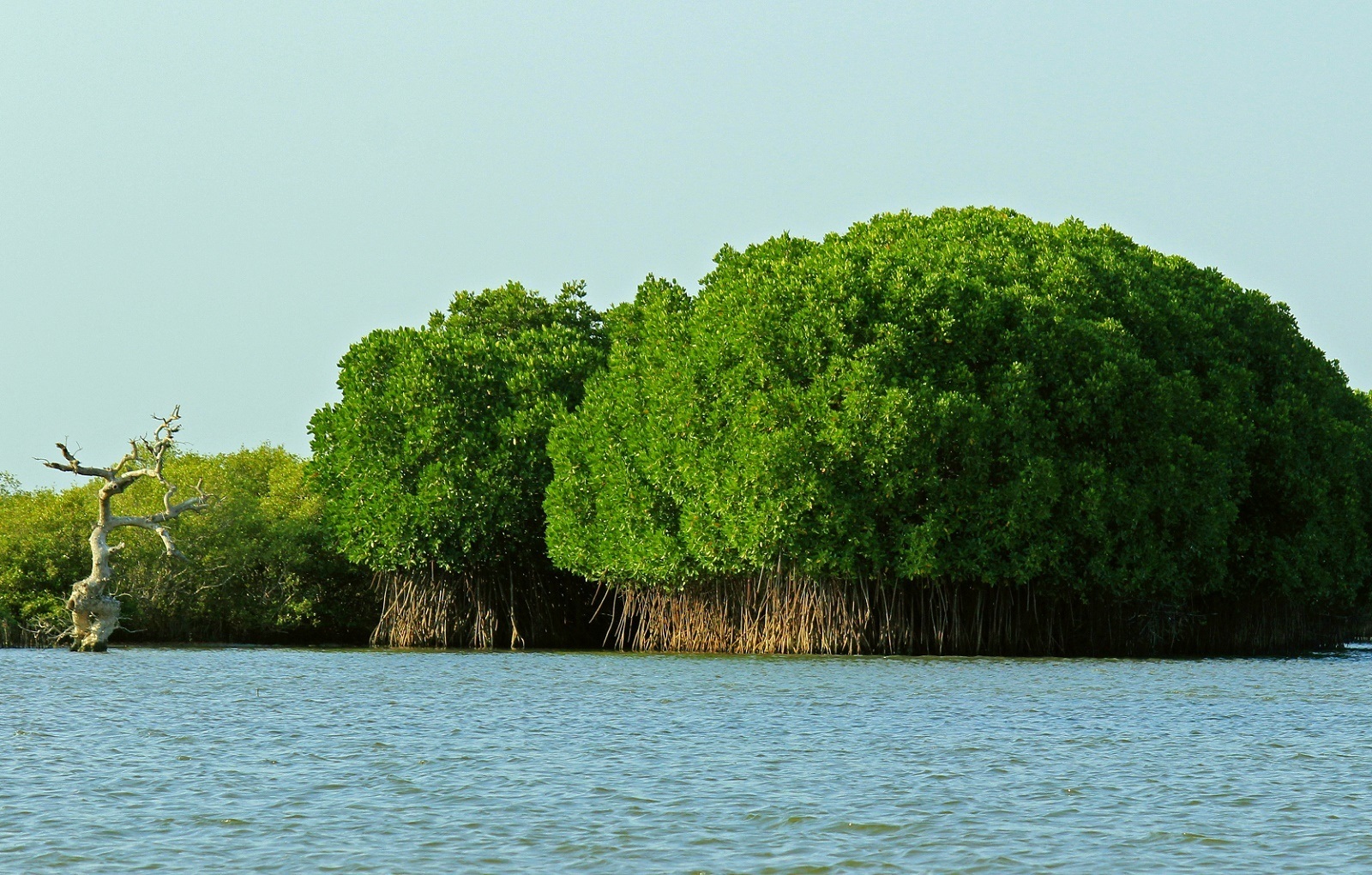 Pichavaram Mangrove - Image Credit Wiki