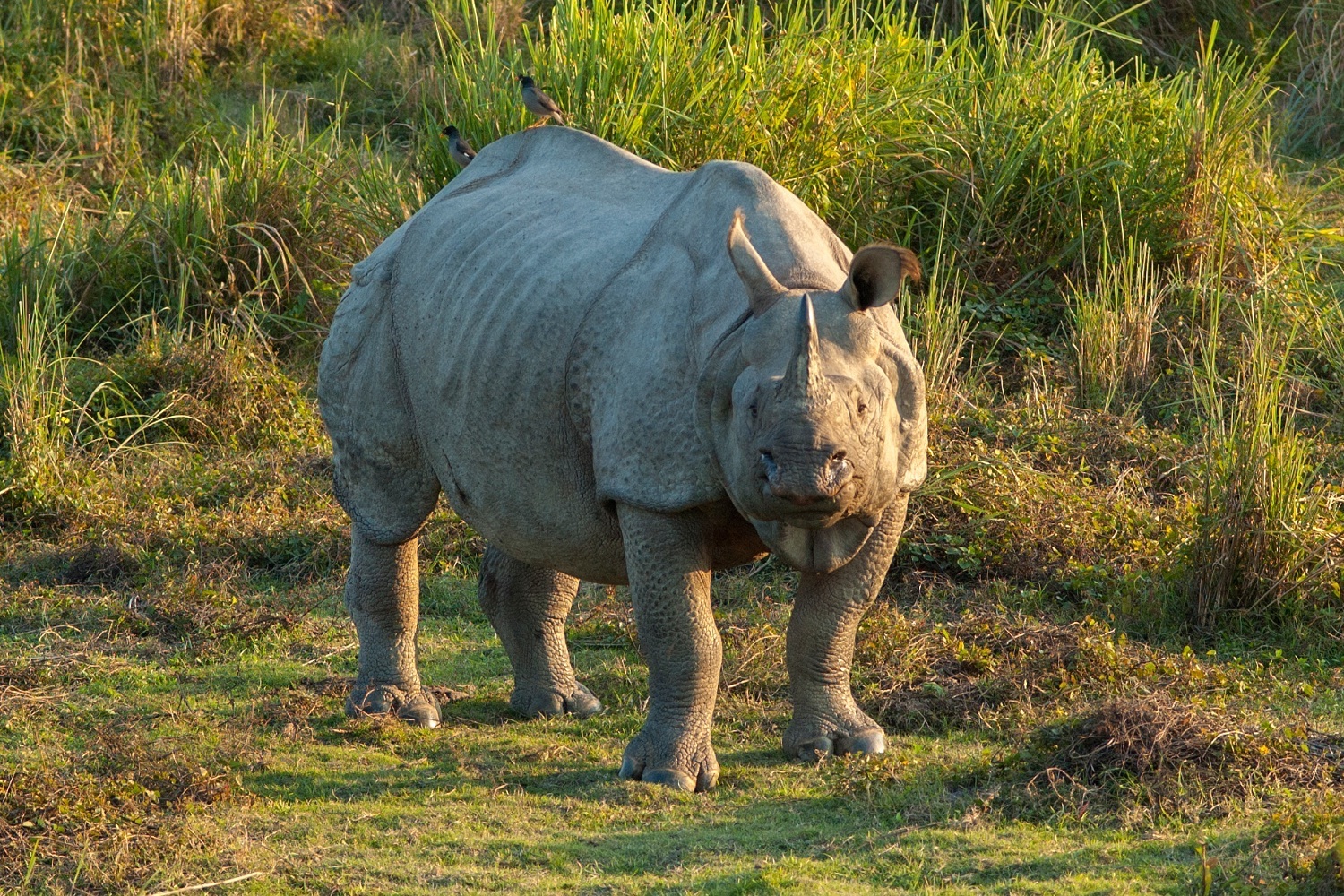 Rhino At Kaziranga - Image Courtesy @Wiki