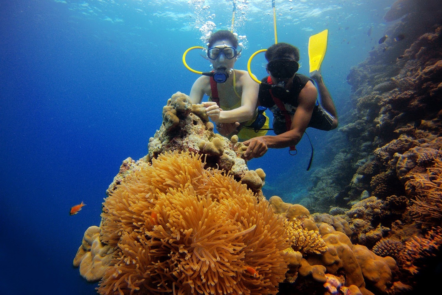 Scuba Diving In Andaman