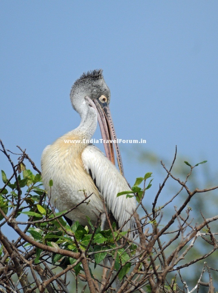 Spot-billed Pelican