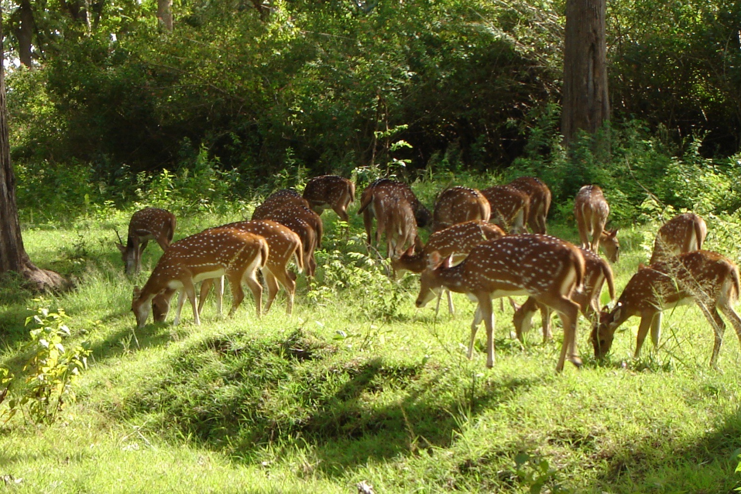 Spotted Deers Near The Highway