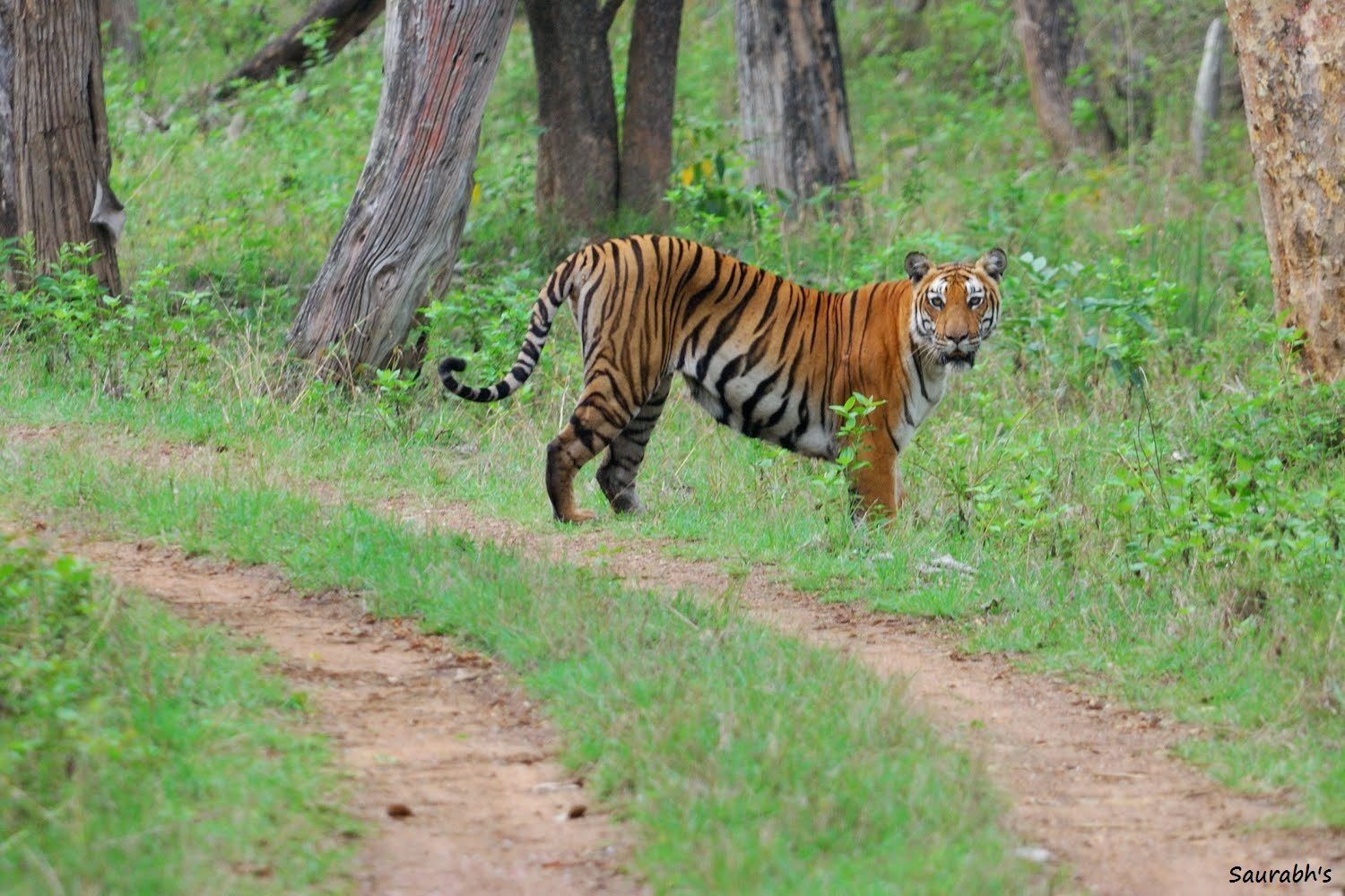 Tiger Safari At Bandipur