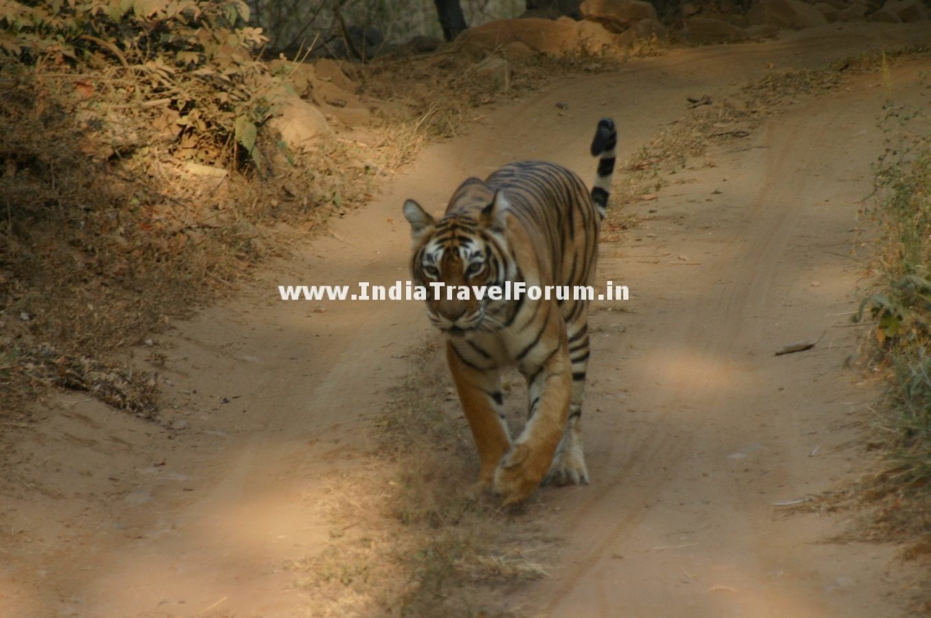 Tigress At Ranthambore Dirt Track