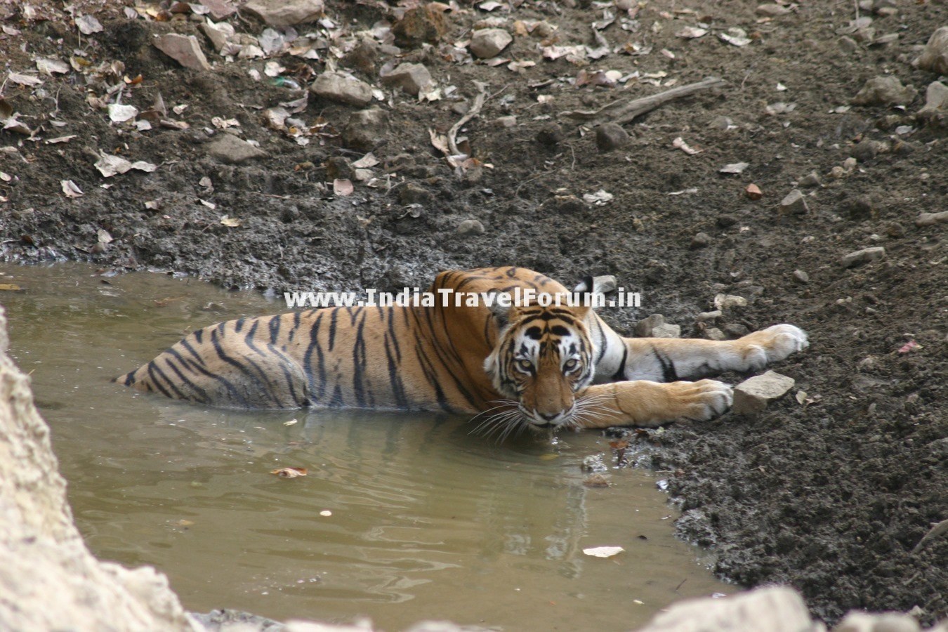 Tigress Cooling Down In Water