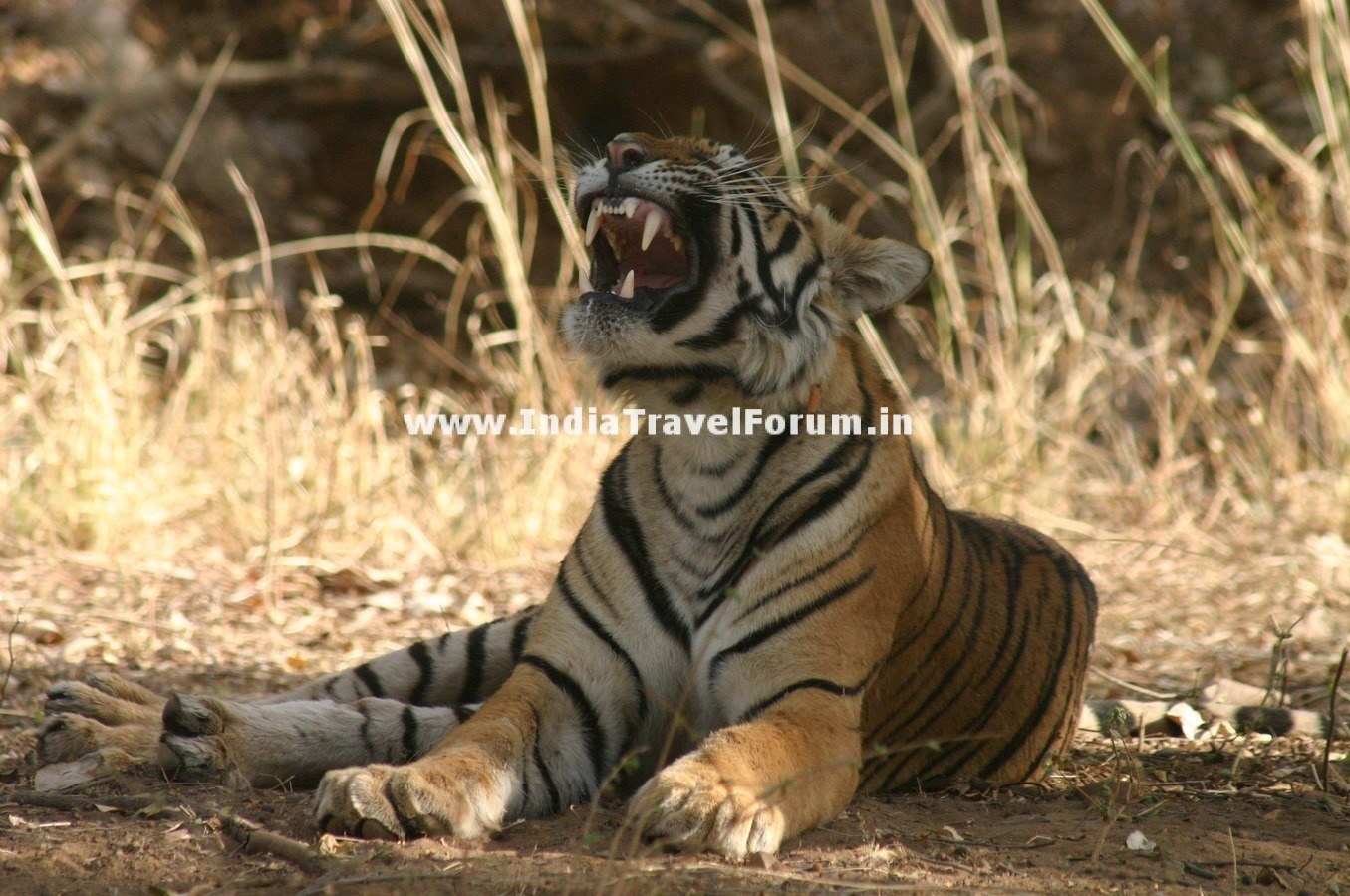 Tigress Yawns At Ranthambore